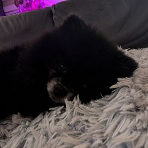 Tuki